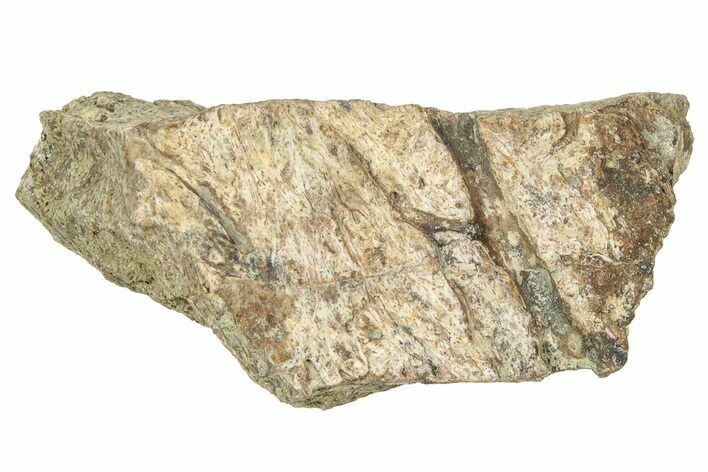 Dinosaur (Triceratops) Frill Shield Section - Montana #330144